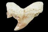 .8" Pathological Fossil Shark (Otodus) Tooth - Morocco - #108277-1